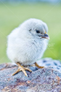 Fair Trade Photo Animals, Birth, Chachapoyas, Chick, Colour image, Friendship, Nature, New baby, Peru, South America, Vertical