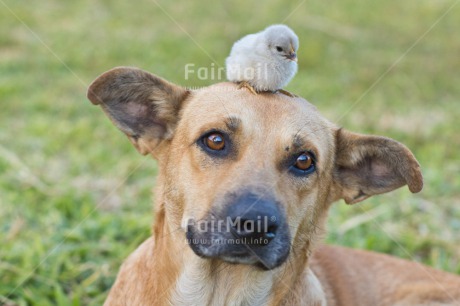 Fair Trade Photo Animals, Birth, Birthday, Chachapoyas, Chick, Colour image, Dog, Friendship, Horizontal, Nature, New baby, Peru, South America