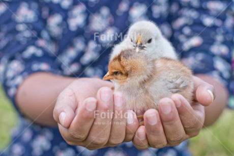 Fair Trade Photo Animals, Birth, Chachapoyas, Chick, Colour image, Friendship, Hand, Horizontal, Nature, New baby, Peru, South America