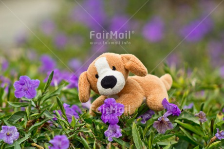 Fair Trade Photo Animals, Birthday, Colour image, Dog, Flower, Get well soon, Horizontal, Love, Nature, Peru, Puppy, Purple, Sorry, South America, Thank you, Thinking of you, Valentines day