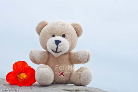 Fair Trade Photo Animals, Bear, Birth, Birthday, Colour image, Flower, Friendship, Horizontal, Love, Mothers day, New baby, Peluche, Peru, South America, Teddybear, Thank you, Thinking of you, Valentines day, Welcome home