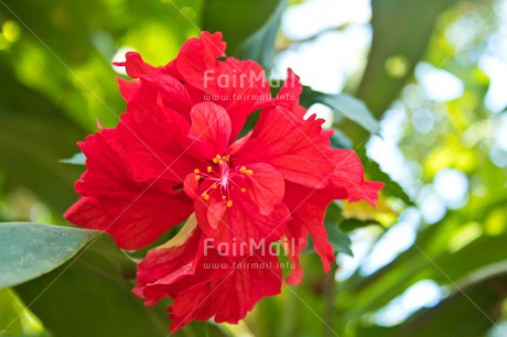 Fair Trade Photo Birthday, Colour image, Congratulations, Flower, Get well soon, Green, Horizontal, Mothers day, Nature, Peru, Red, South America, Tarapoto travel, Thank you, Thinking of you