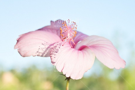 Fair Trade Photo Colour image, Flower, Friendship, Get well soon, Horizontal, Mothers day, Peru, Pink, South America, Thinking of you, Viaje tarapoto. jar