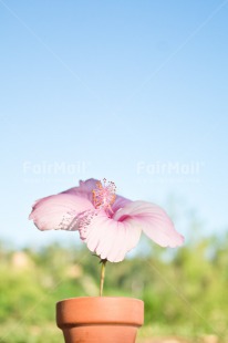 Fair Trade Photo Colour image, Flower, Friendship, Get well soon, Mothers day, Peru, Pink, South America, Thinking of you, Vertical, Viaje tarapoto. jar