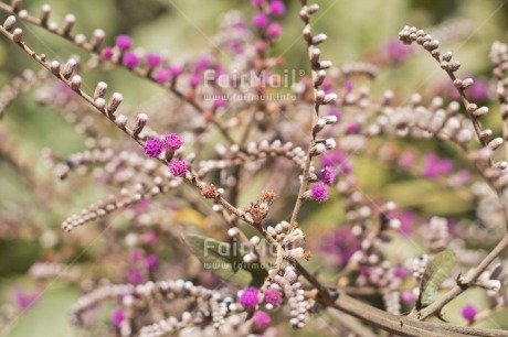 Fair Trade Photo Colour image, Flower, Horizontal, Nature, Peru, South America, Tarapoto travel