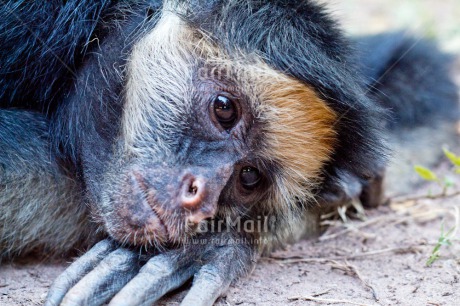 Fair Trade Photo Activity, Animals, Birthday, Colour image, Horizontal, Monkey, Nature, Peru, Sleeping, South America, Tarapoto travel, Thinking of you, Welcome home