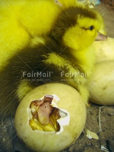 Fair Trade Photo Agriculture, Animals, Baby, Birth, Colour image, Cute, Day, Duck, Easter, Egg, Indoor, People, Peru, South America, Vertical