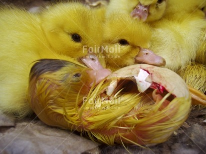 Fair Trade Photo Agriculture, Animals, Baby, Birth, Chicken, Colour image, Cute, Day, Duck, Easter, Egg, Family, Horizontal, Indoor, Nature, People, Peru, Seasons, South America, Spring, Vertical, Yellow