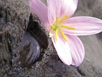 Fair Trade Photo Artistique, Closeup, Colour image, Day, Flower, Horizontal, Nature, Outdoor, Peru, Pink, South America, Water, Yellow