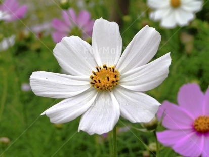 Fair Trade Photo Closeup, Colour image, Condolence-Sympathy, Day, Flower, Garden, Get well soon, Horizontal, Outdoor, Peru, Seasons, South America, Summer, Thinking of you, White