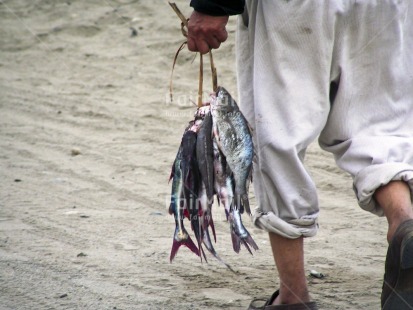 Fair Trade Photo Activity, Animals, Beach, Casual clothing, Closeup, Clothing, Colour image, Day, Fish, Fisheries, Fisherman, Food and alimentation, Horizontal, One man, Outdoor, People, Peru, South America, Streetlife, Walking