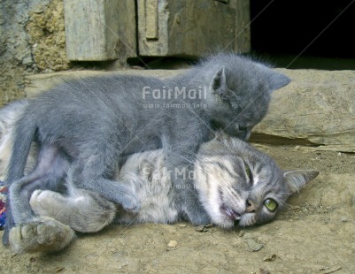 Fair Trade Photo Activity, Animals, Baby, Care, Cat, Colour image, Cute, Day, Family, Funny, Grey, Horizontal, Love, Lying, Mother, Mothers day, Outdoor, People, Peru, Playing, South America, Street, Streetlife