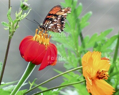 Fair Trade Photo Animals, Butterfly, Colour image, Condolence-Sympathy, Day, Flower, Growth, Horizontal, Insect, Nature, Outdoor, Peru, Red, South America, Yellow