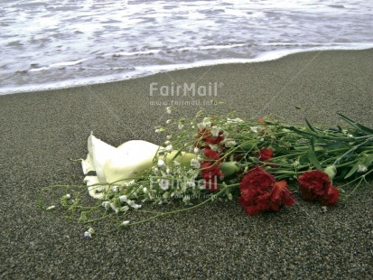 Fair Trade Photo Beach, Colour image, Condolence, Condolence-Sympathy, Flower, Horizontal, Peru, Sea, South America, Thinking of you, Water