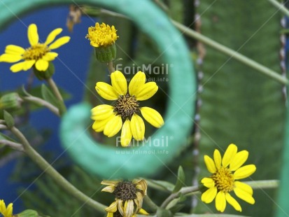 Fair Trade Photo Artistique, Colour image, Day, Flower, Green, Horizontal, Nature, Outdoor, Peru, South America, Yellow
