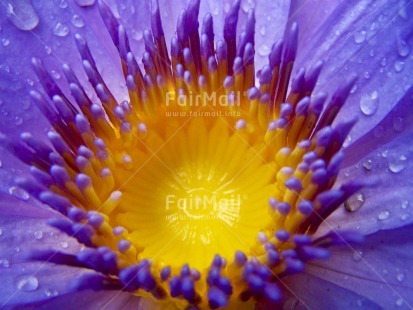 Fair Trade Photo Closeup, Colour image, Day, Flower, Horizontal, Nature, Outdoor, Peru, Purple, South America, Waterdrop, Yellow