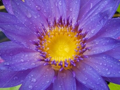 Fair Trade Photo Closeup, Colour image, Colourful, Condolence-Sympathy, Day, Flower, Horizontal, Nature, Outdoor, Peru, Purple, South America, Waterdrop, Yellow