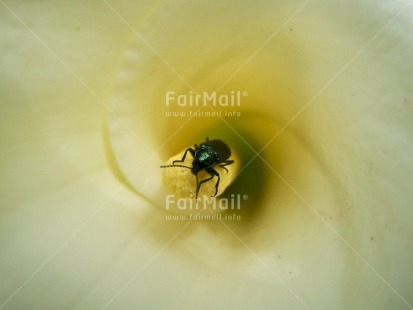 Fair Trade Photo Animals, Closeup, Colour image, Flower, Horizontal, Insect, Peru, South America, Yellow
