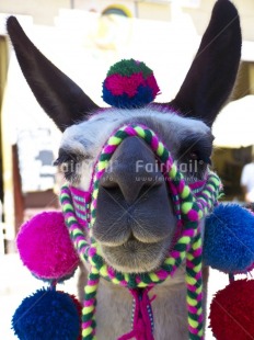 Fair Trade Photo Activity, Animals, Blue, Colour image, Day, Ethnic-folklore, Funny, Llama, Looking at camera, Outdoor, Peru, Pink, Rural, South America, Vertical