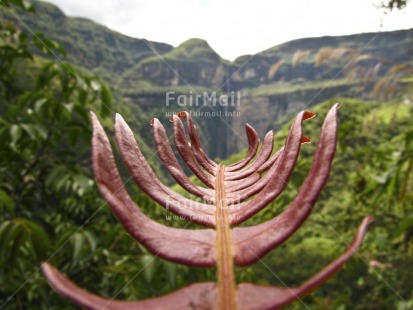 Fair Trade Photo Colour image, Green, Growth, Horizontal, Leaf, Nature, Outdoor, Peru, Plant, South America, Sustainability, Values, Waterfall