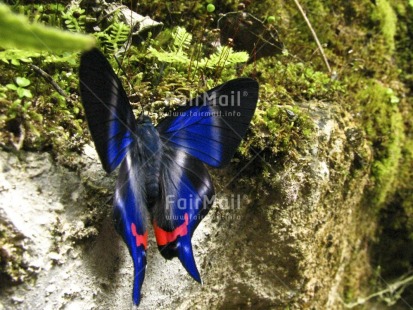 Fair Trade Photo Activity, Animals, Beauty, Blue, Butterfly, Closeup, Colour image, Horizontal, Insect, Nature, Outdoor, Peru, Sitting, South America