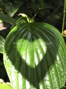 Fair Trade Photo Colour image, Heart, Leaf, Light, Love, Nature, Peru, Plant, Shadow, South America, Valentines day, Vertical
