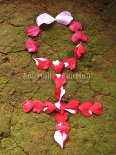 Fair Trade Photo Colour image, Emancipation, Flower, One woman, People, Peru, South America, Vertical