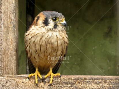 Fair Trade Photo Animals, Bird, Colour image, Day, Horizontal, Outdoor, Owl, Peru, South America, Strength, Wildlife