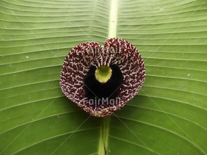 Fair Trade Photo Artistique, Colour image, Flower, Green, Heart, Horizontal, Leaf, Love, Nature, Outdoor, Peru, Plant, Red, South America, Valentines day