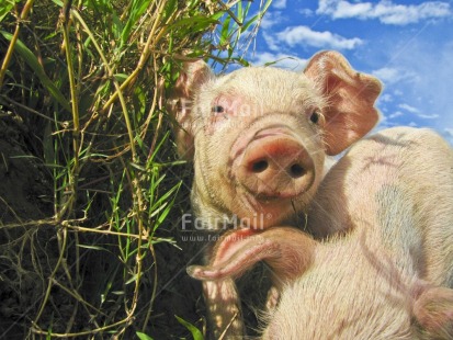 Fair Trade Photo Activity, Animals, Colour image, Funny, Grass, Horizontal, Looking at camera, Peru, Pig, Sky, South America, Together