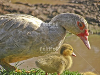 Fair Trade Photo Animals, Birth, Care, Colour image, Day, Duck, Horizontal, Mother, New baby, One baby, Outdoor, Peru, South America, Wildlife