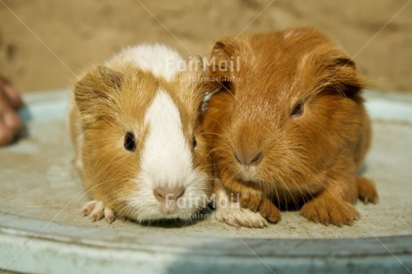 Fair Trade Photo Animals, Colour image, Cute, Day, Friendship, Guinea pig, Horizontal, Love, Outdoor, Peru, South America, Together