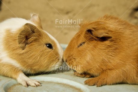 Fair Trade Photo Animals, Colour image, Cute, Day, Friendship, Guinea pig, Horizontal, Love, Outdoor, Peru, South America, Together