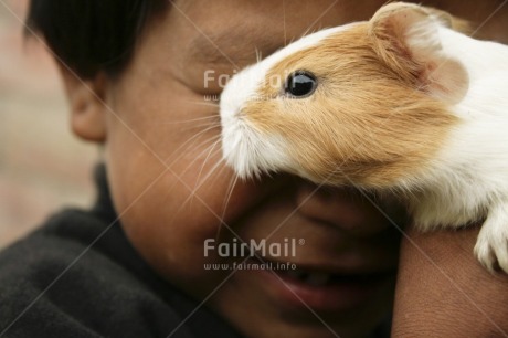 Fair Trade Photo Activity, Animals, Care, Closeup, Colour image, Guinea pig, Horizontal, Looking away, Love, One boy, People, Peru, Portrait headshot, South America, Together