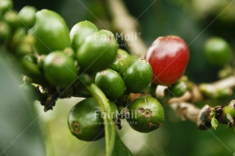 Fair Trade Photo Agriculture, Coffee, Colour image, Fair trade, Focus on foreground, Food and alimentation, Fruits, Green, Growth, Horizontal, Nature, Outdoor, Peru, Red, South America, Sustainability, Values
