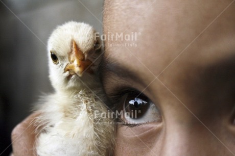 Fair Trade Photo Animals, Bird, Care, Chicken, Colour image, Cooperation, Eye, Friendship, Horizontal, Love, One girl, People, Peru, Portrait headshot, South America, Together