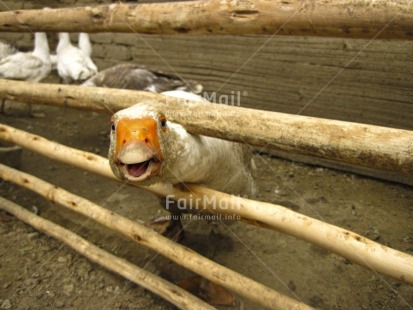 Fair Trade Photo Activity, Agriculture, Animals, Colour image, Day, Duck, Funny, Goose, Horizontal, Looking at camera, Outdoor, Peru, South America