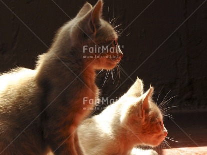 Fair Trade Photo Animals, Cat, Colour image, Cute, Family, Horizontal, Light, Peru, South America
