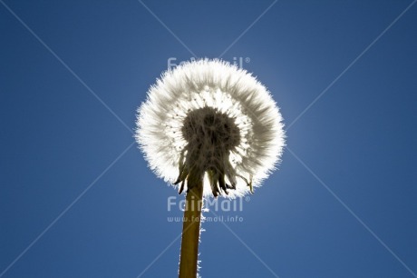 Fair Trade Photo Blue, Colour image, Condolence-Sympathy, Flower, Good luck, Horizontal, Low angle view, Nature, Peru, Sky, South America, Spirituality, Thinking of you