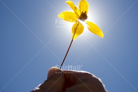 Fair Trade Photo Activity, Blue, Colour image, Condolence-Sympathy, Flower, Giving, Hand, Horizontal, Low angle view, Nature, Peru, Sky, South America, Spirituality, Sun, Yellow