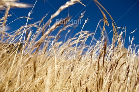 Fair Trade Photo Agriculture, Colour image, Day, Harvest, Horizontal, Nature, Outdoor, Peru, Plant, Sky, South America, Spirituality