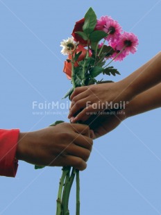 Fair Trade Photo Activity, Birthday, Closeup, Colour image, Congratulations, Day, Flower, Giving, Hand, Love, New Job, Outdoor, Peru, Seasons, Sky, South America, Summer, Vertical, Well done