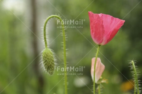 Fair Trade Photo Closeup, Colour image, Condolence-Sympathy, Day, Flower, Green, Growth, Horizontal, Nature, Outdoor, Peru, Pink, South America