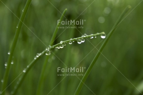 Fair Trade Photo Colour image, Day, Green, Growth, Horizontal, Nature, Outdoor, Peru, Plant, Rain, Responsibility, South America, Sustainability, Values, Water, Waterdrop, Wellness