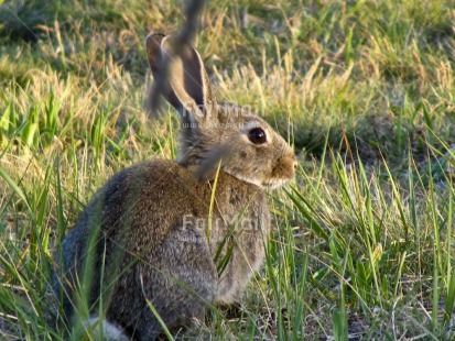 Fair Trade Photo Animals, Colour image, Day, Grass, Horizontal, Nature, Outdoor, Peru, Rabbit, South America