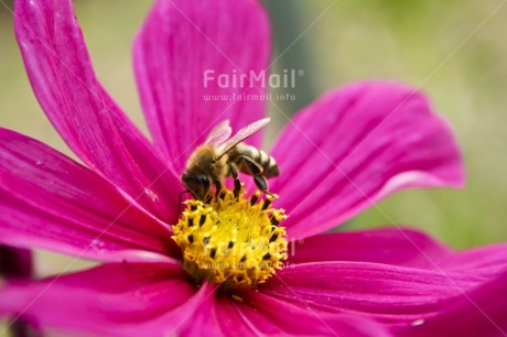 Fair Trade Photo Agriculture, Animals, Bee, Closeup, Colour image, Environment, Flower, Horizontal, Insect, Nature, Peru, Pink, Seasons, South America, Spring, Summer, Sustainability, Values, Yellow