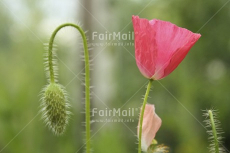 Fair Trade Photo Closeup, Colour image, Condolence-Sympathy, Day, Flower, Green, Growth, Horizontal, Nature, Outdoor, Peru, Pink, South America