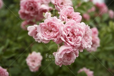 Fair Trade Photo Closeup, Colour image, Day, Flower, Green, Horizontal, Love, Marriage, Nature, Outdoor, Peru, Pink, Rose, South America