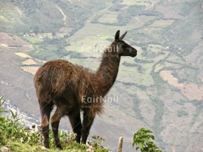 Fair Trade Photo Animals, Colour image, Day, Horizontal, Llama, Mountain, Nature, Outdoor, Peru, Scenic, South America, Travel