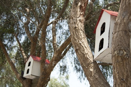 Fair Trade Photo Birdhouse, Colour image, Day, Horizontal, House, Nature, New home, Outdoor, Peru, South America, Tree, Welcome home